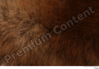 Red fox back fur 0003.jpg